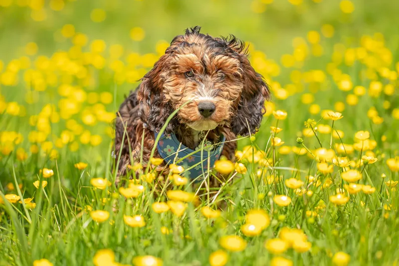Luna the Cockapoo (1 of 24)