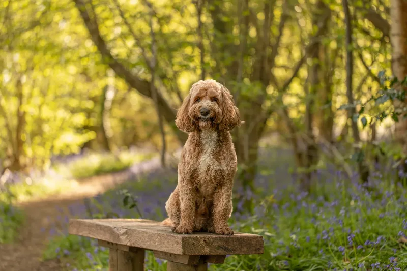 Teddy the cockapoo in the bluebells (5 of 21)