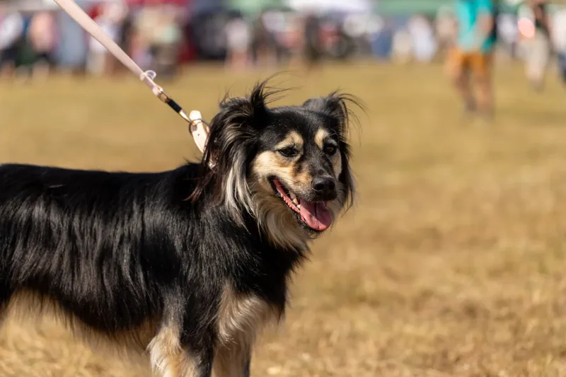 Margaret Green Country Dog Show 2025 (8 of 24)