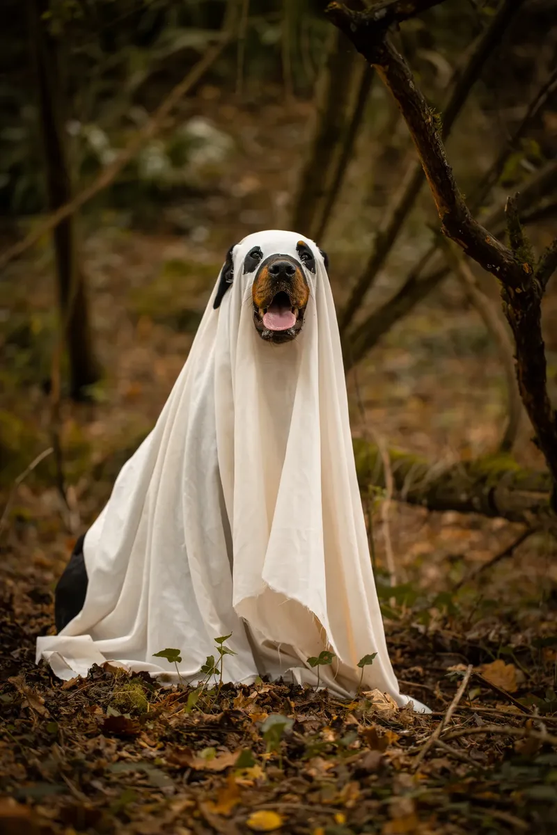 Karma the Rottie’s Halloween Shoot in Corfe Mullen (19 of 24)
