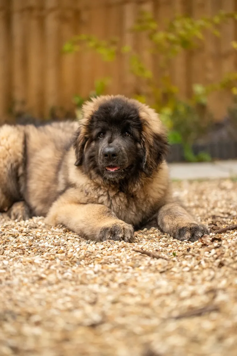 Alfie the Leonberger Puppy (41 of 41)