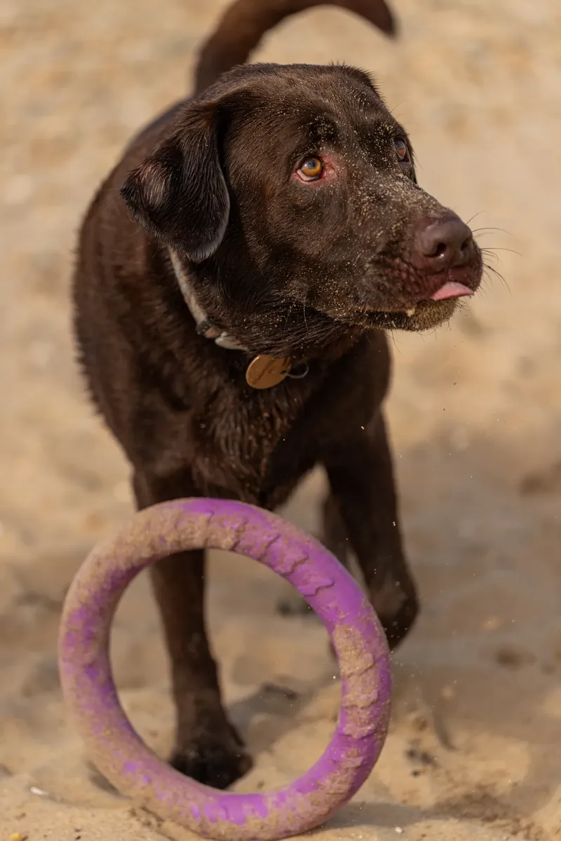 Ralph the Chocolate Lab (1 of 26)