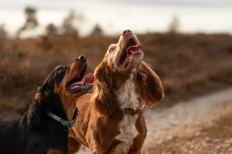Poppy & Koda (21 of 24)