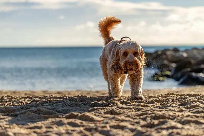 Toby Xmas beach shoot! (11 of 24)