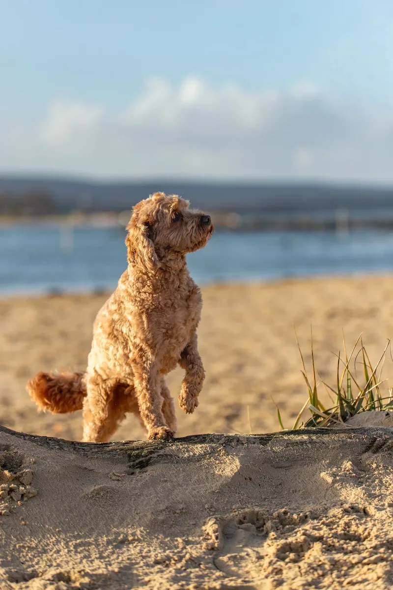 Red the Cavapoo (7 of 42)