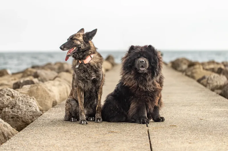 Estia & Baloo (14 of 24)