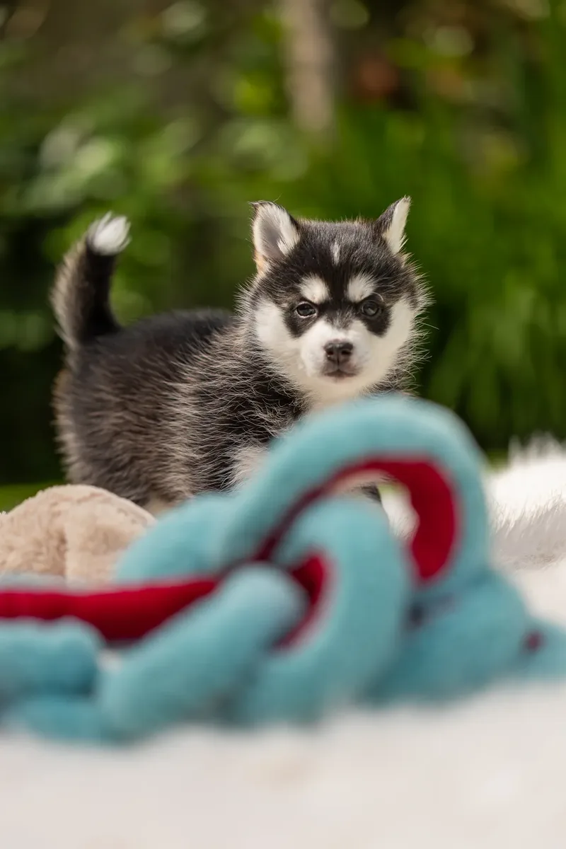 South Coast Pomsky’s (13 of 29)
