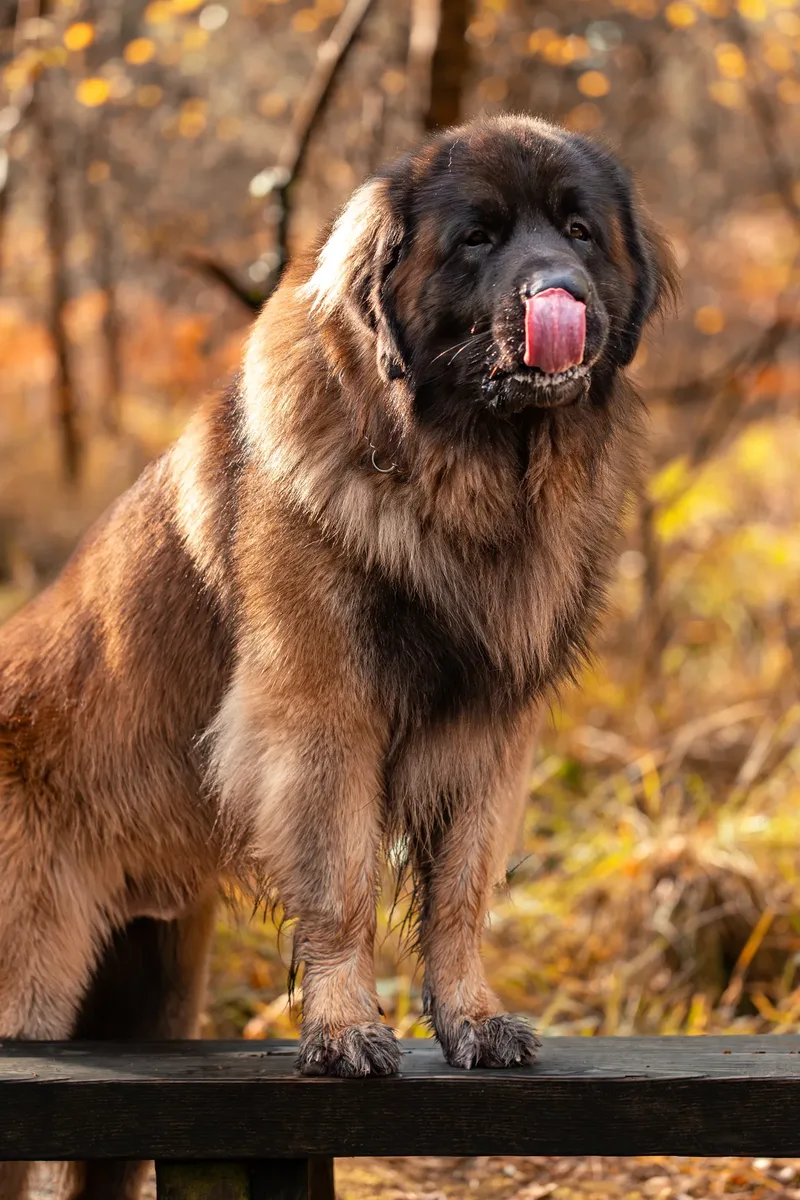 Koda the Bear (Leonberger) (13 of 24)