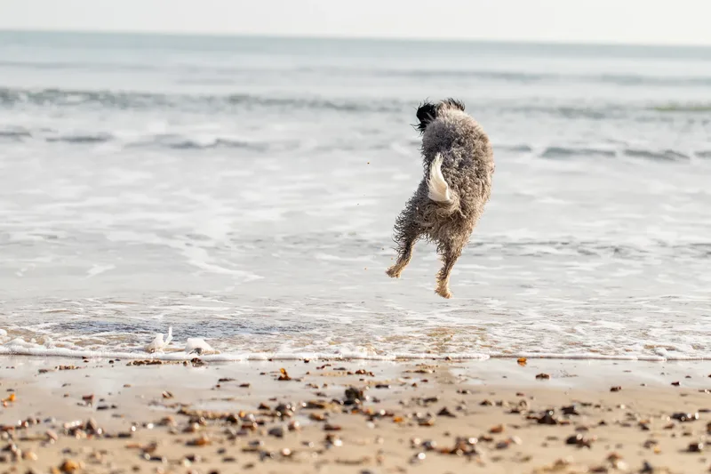 Dougie The Bordoodle