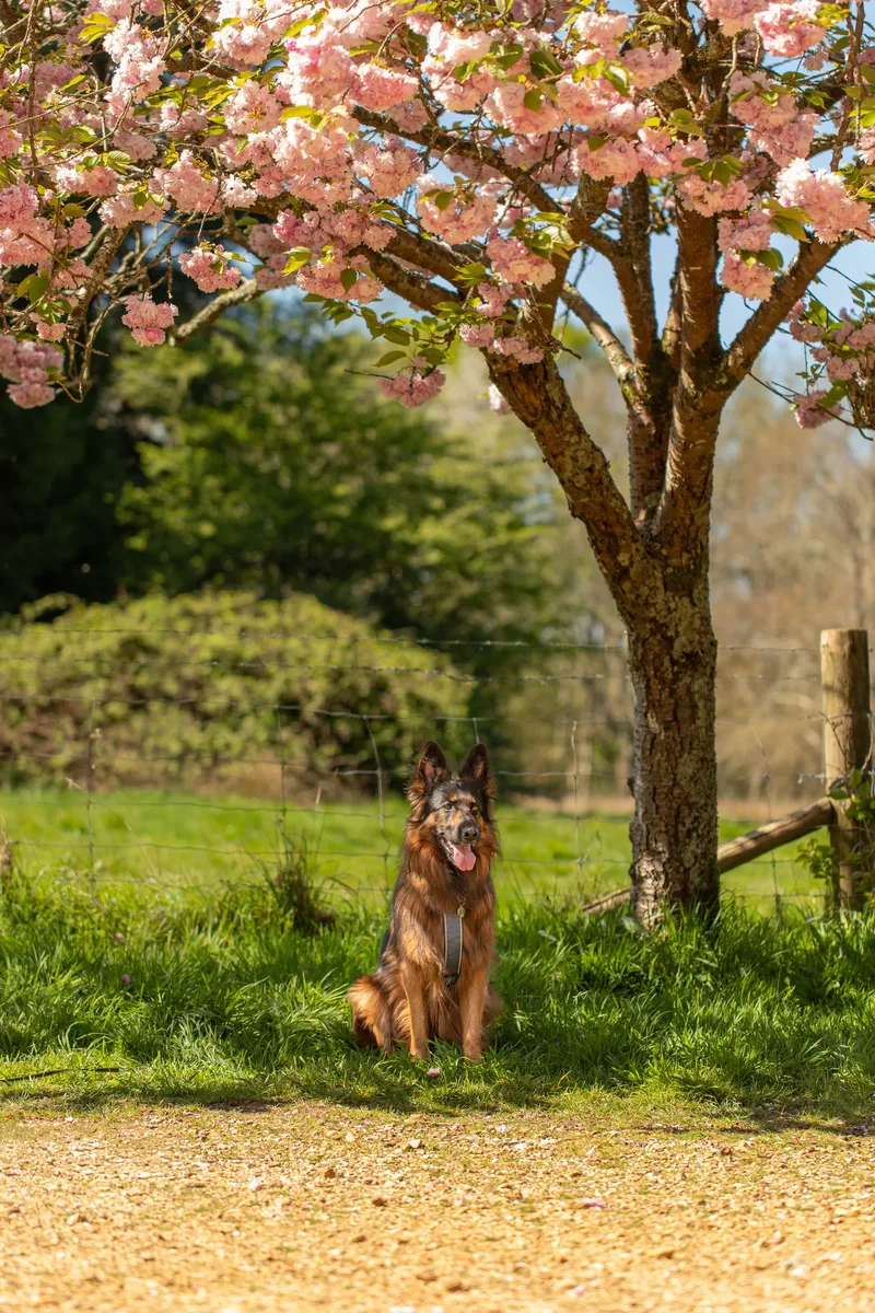 Tora the german shepherd (4 of 28)