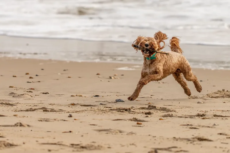 Teddy the Cockapoo (22 of 39)