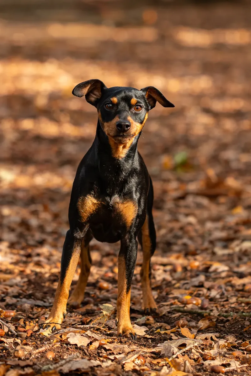 The Three Min Pins (24 of 24)