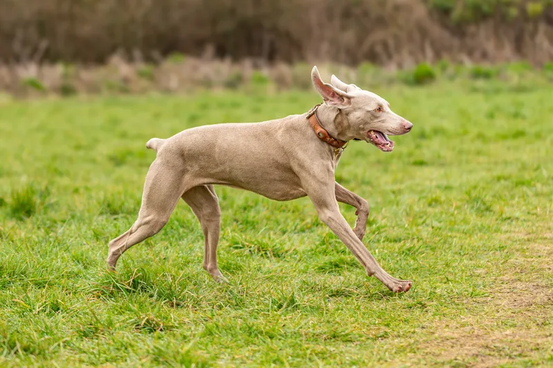 Wimborne Walkies (22 of 24)