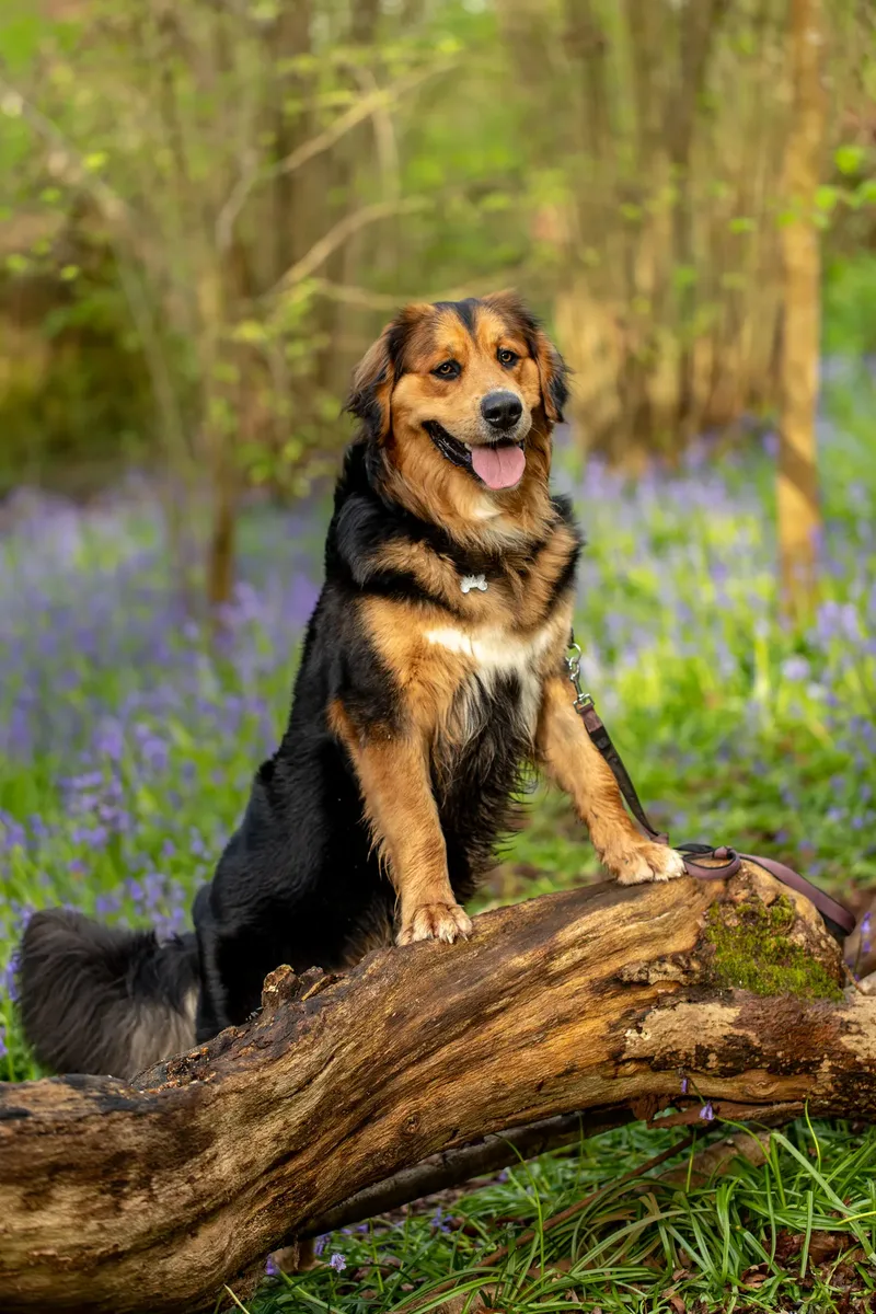 Finn the golden mountain dog (8 of 13)