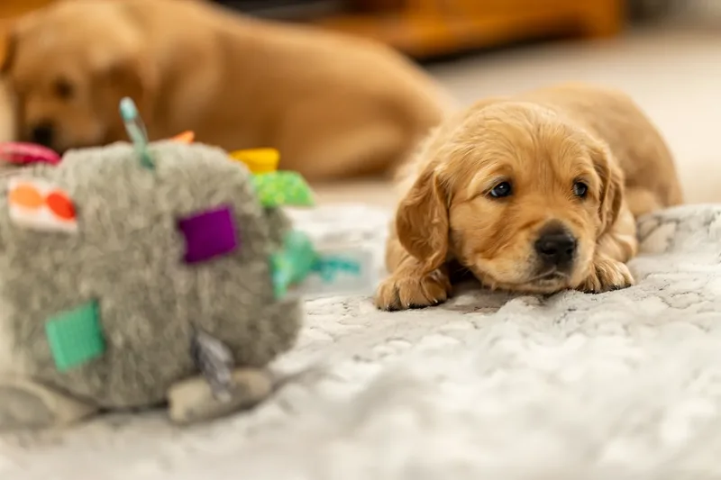 Golden Retriever Puppies (17 of 60)