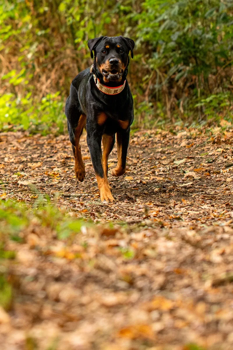 Karma the Rottie’s Halloween Shoot in Corfe Mullen (12 of 24)