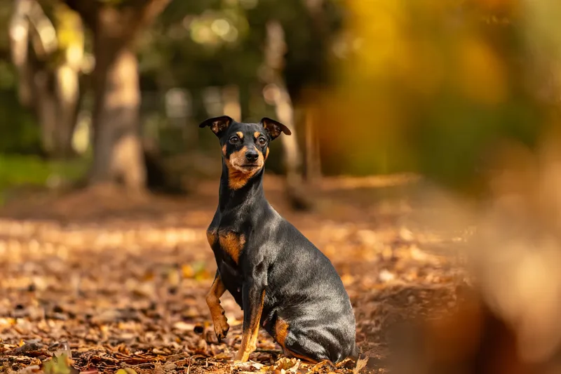 The Three Min Pins (21 of 24)
