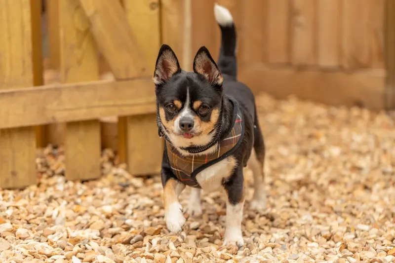 Muttley’s Doggy Day Care – Open Day Fun! 🐾 (21 of 24)