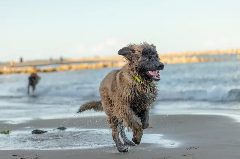 Leonberger Meet Up (24 of 47)
