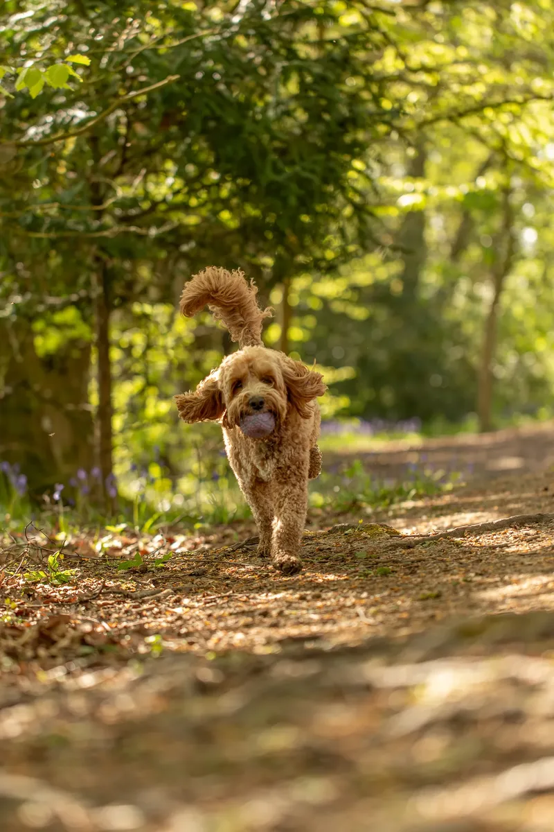 Teddy the cockapoo in the bluebells (15 of 21)