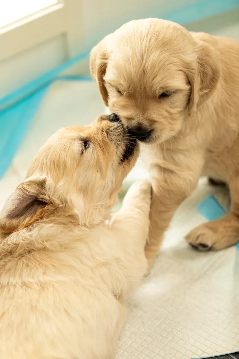 Golden Retriever Puppies (6 of 60)
