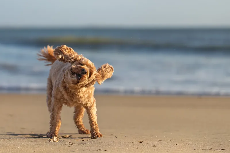 Red the Cavapoo (28 of 42)