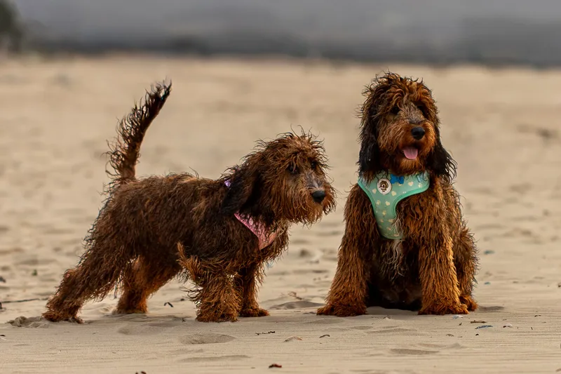 Luna & Oakley at Sandbanks (5 of 24)