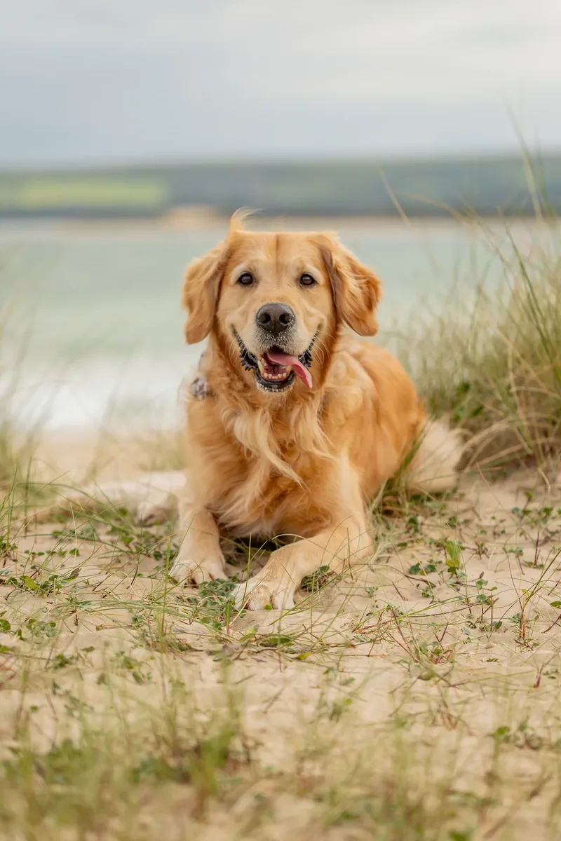 Murphy the golden retriever (6 of 41)