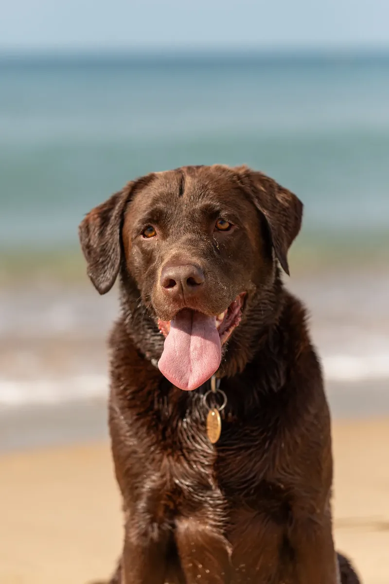 Ralph the Chocolate Lab (6 of 26)