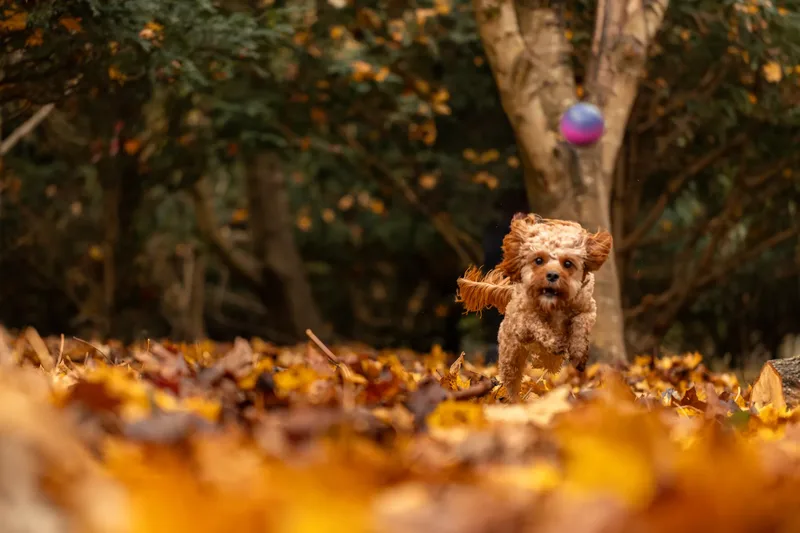 Bagel in autumn (5 of 24)