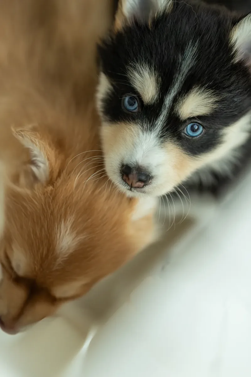 South Coast Pomsky’s (28 of 29)