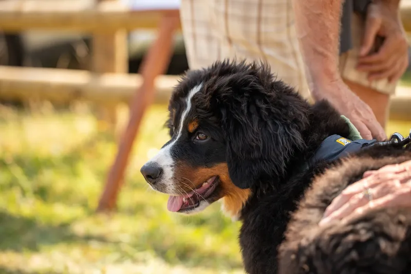 Margaret Green Country Dog Show 2025 (1 of 24)