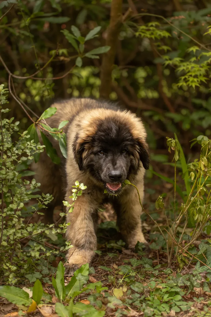 Alfie the Leonberger Puppy (15 of 41)