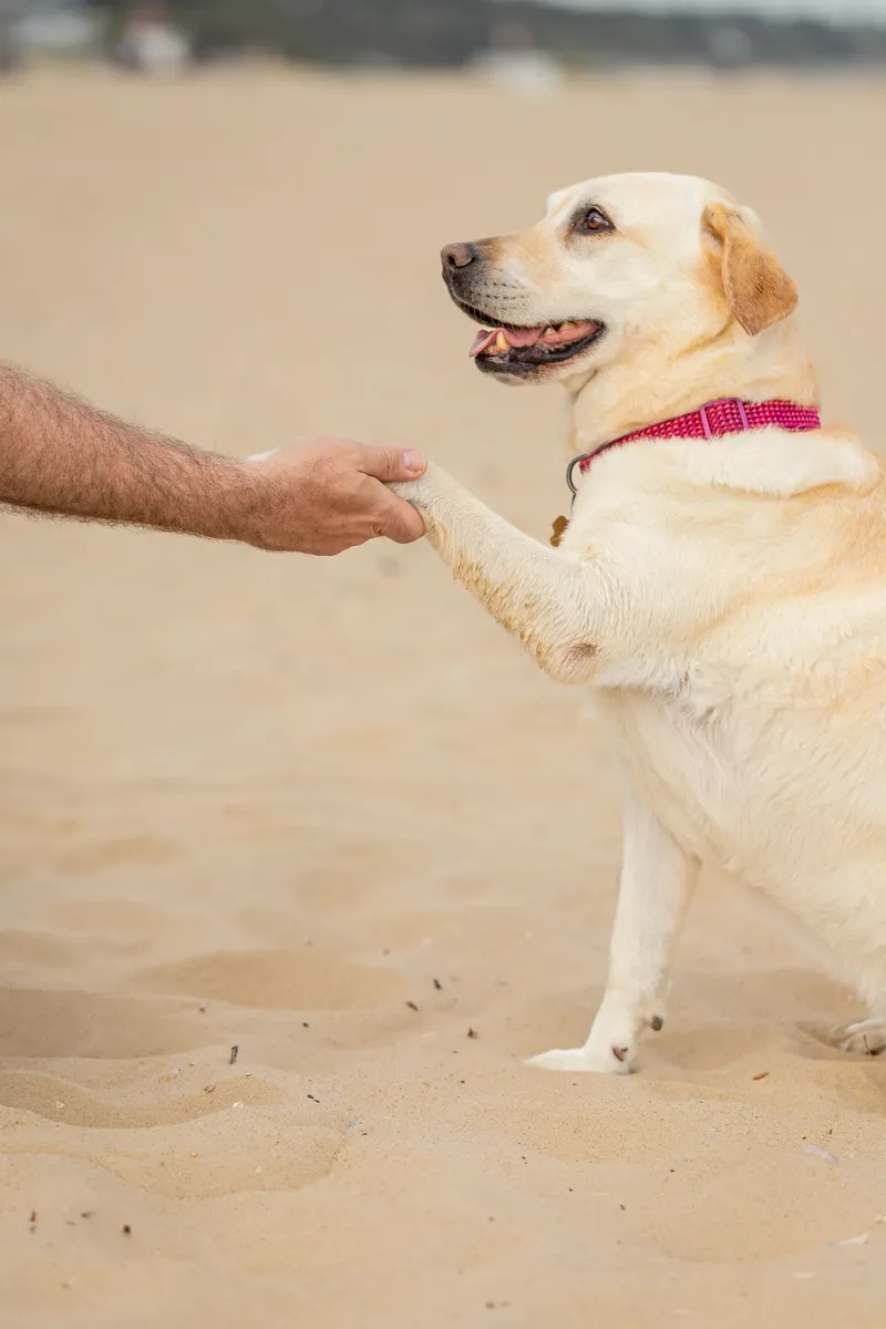 Mollie & Lola (15 of 32)