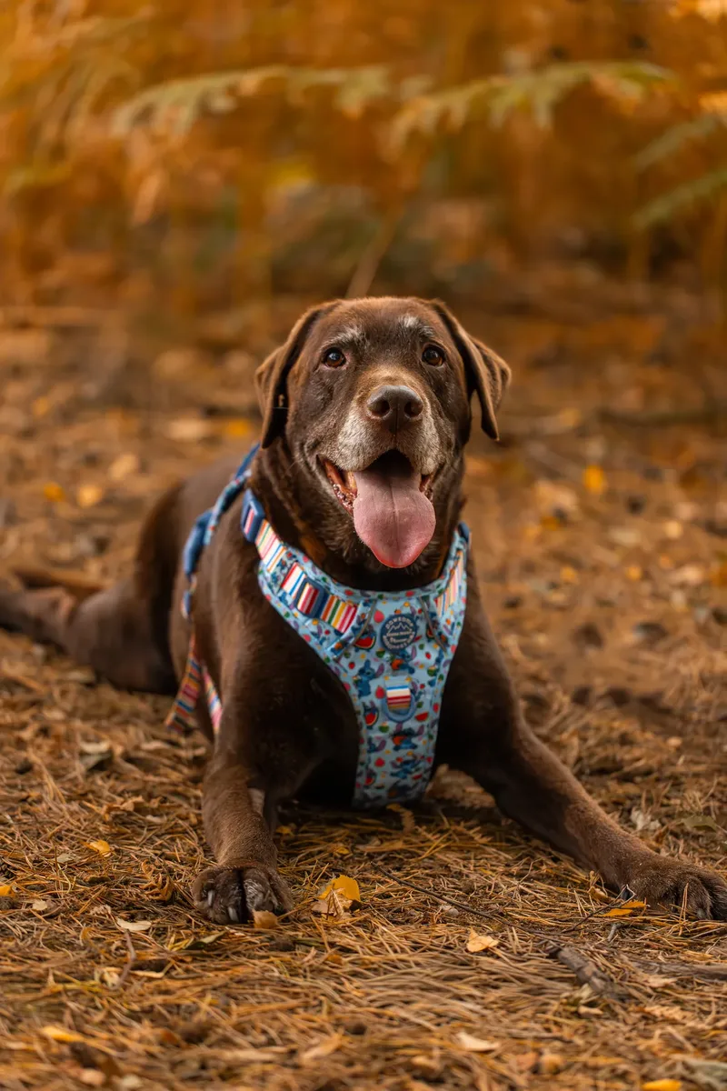 A Morning with Cas & Oreo at Canford Heath (19 of 24)