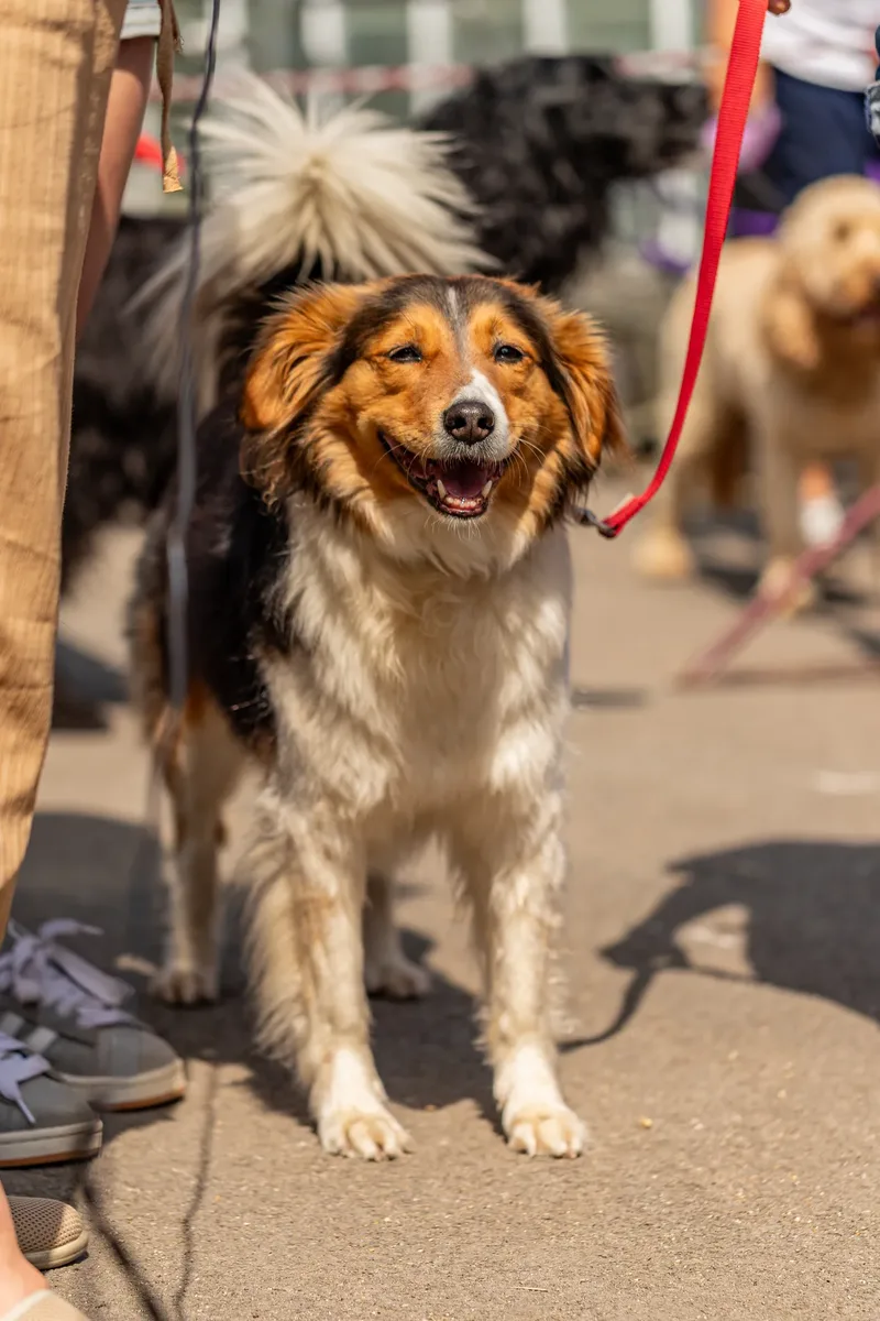Sunshine, Smiles & Wagging Tails at Cherry Tree Nurseries (12 of 24)