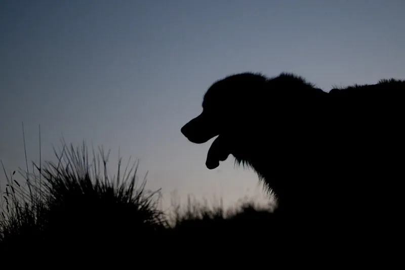 The Wild Bear Club – Sunset Walks (4 of 7)