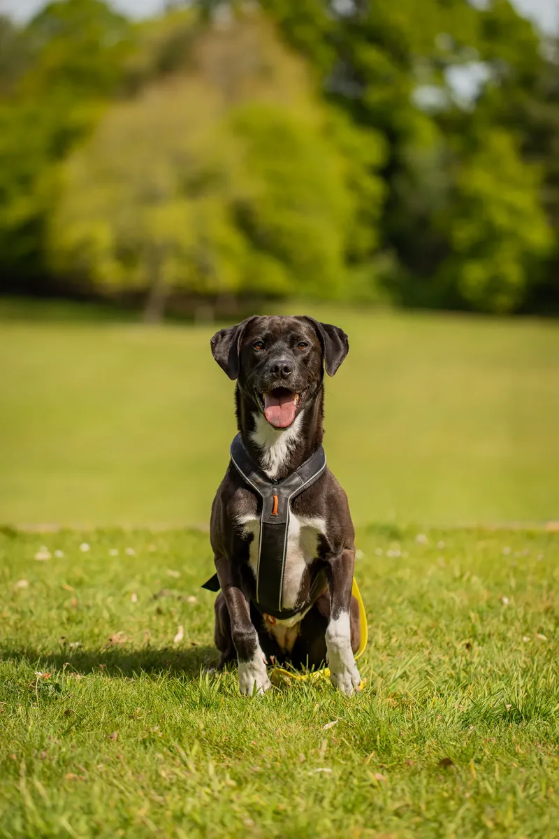 The Dorset Dog Trainer (33 of 42)