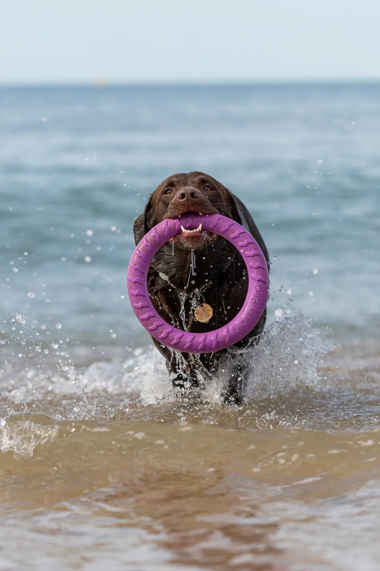 Ralph the Chocolate Lab (3 of 26)