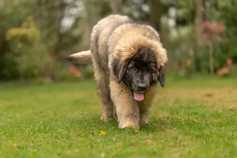 Alfie the Leonberger Puppy (31 of 41)