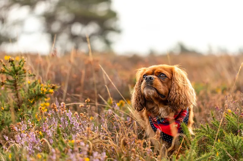 Rusty the Cav (19 of 24)