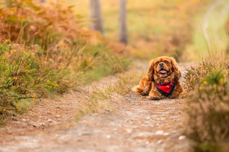 Rusty the Cav (1 of 24)