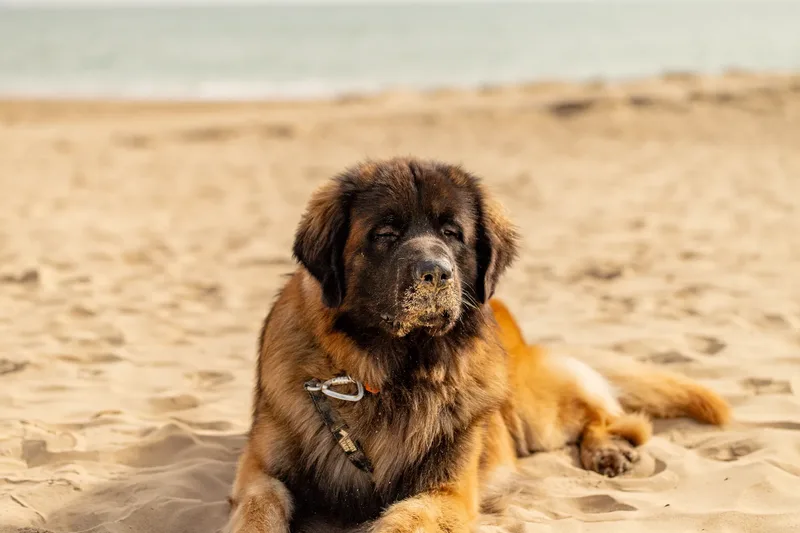 Koda the Leonberger (3 of 18)
