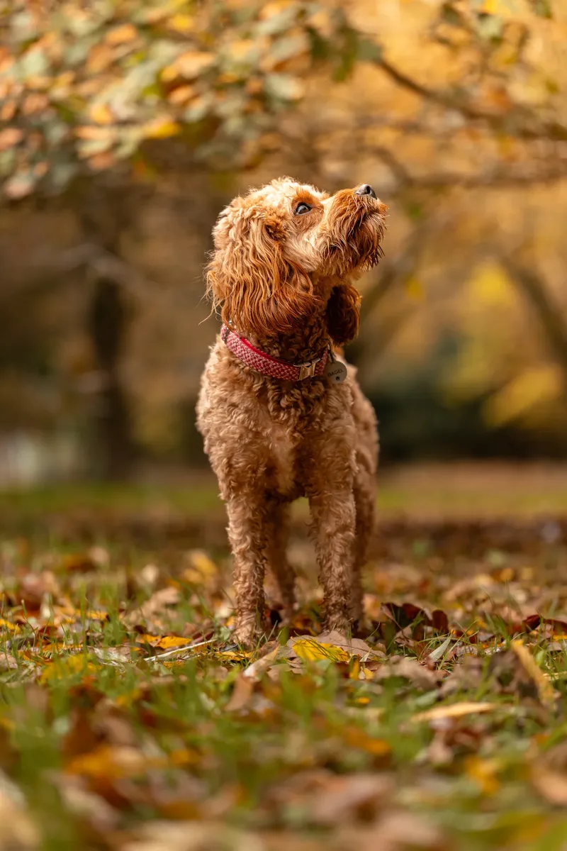 Bagel in autumn (9 of 24)