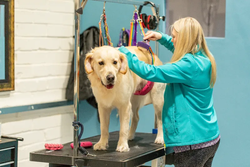 Doggie Styles Dog Groomers (5 of 13)