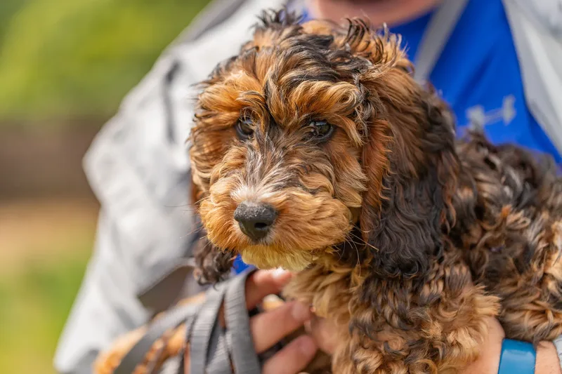 Luna the Cockapoo (6 of 24)