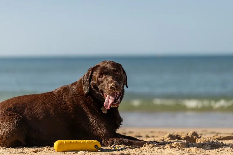 Ralph the Chocolate Lab