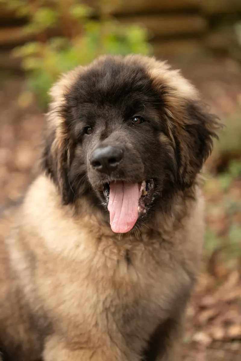Alfie the Leonberger Puppy (9 of 41)