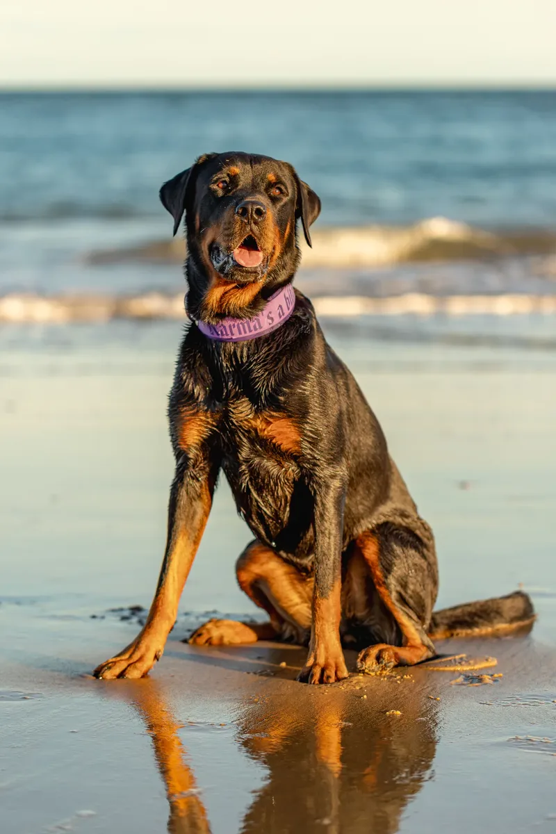 Karma the Rottie (12 of 24)