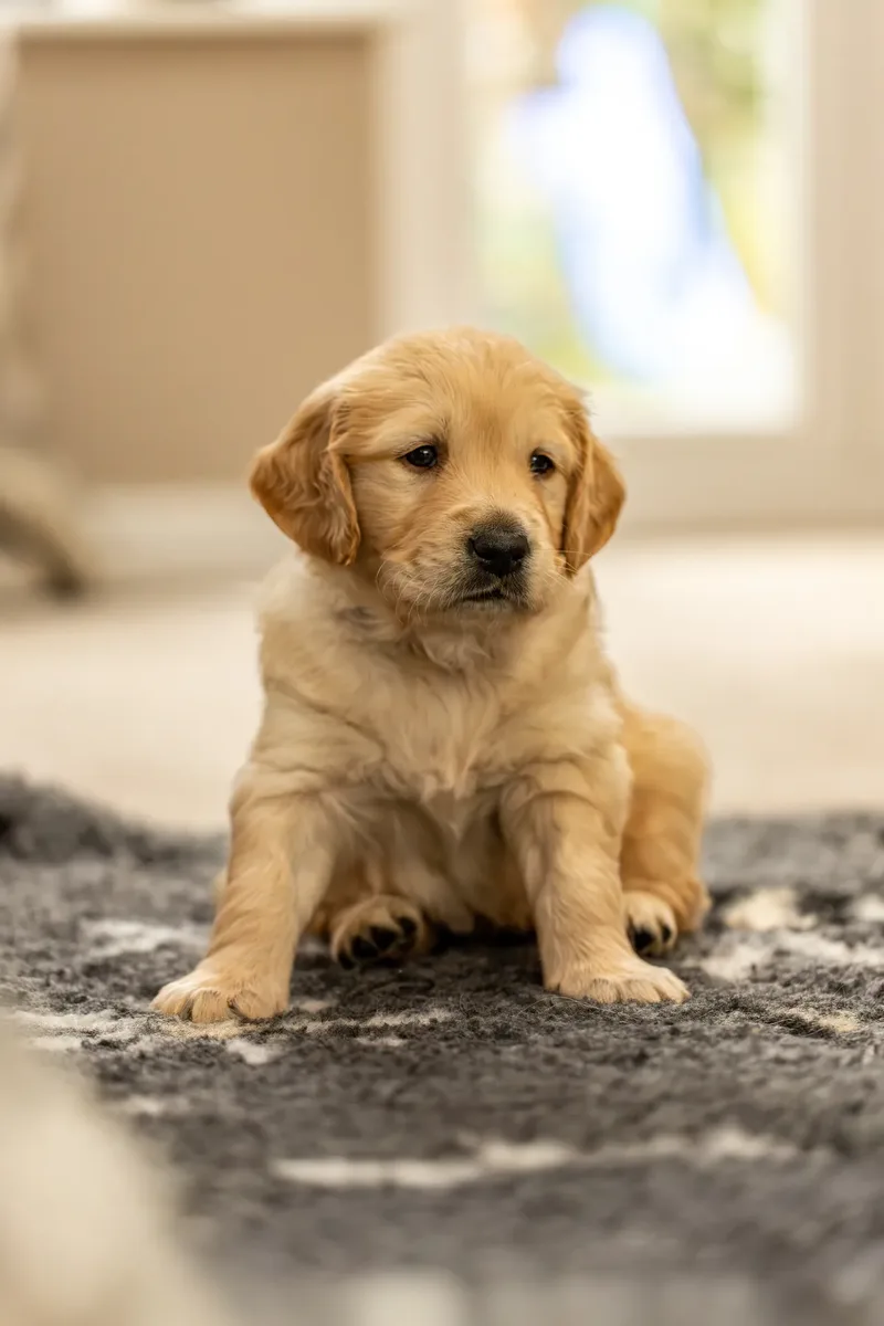Golden Retriever Puppies (29 of 60)